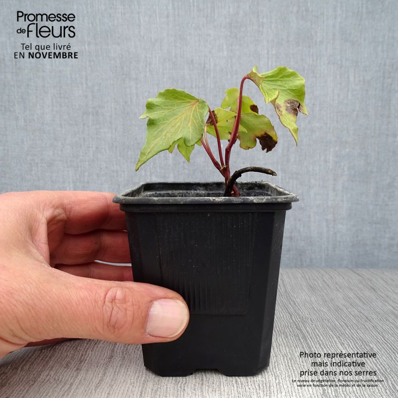 Exemplaar van Hedera Green Ripple - Klimop Kweekpotje van 8/9 cm zoals geleverd in de herfst