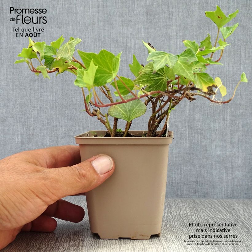 Exemplaar van Hedera Green Ripple - Klimop Kweekpotje van 8/9 cm zoals geleverd in de zomer