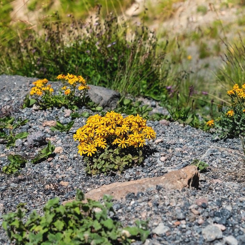 Ligularia dentata Desdemona - Kruiskruid (Groeiplaats)