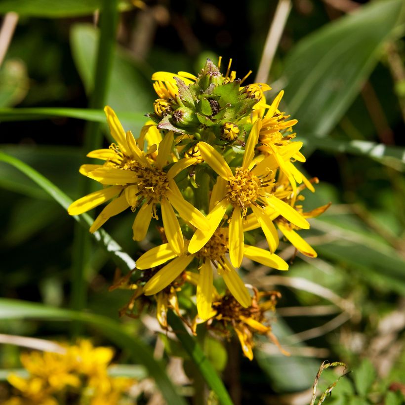 Ligularia fischeri - Kruiskruid (Bloei)