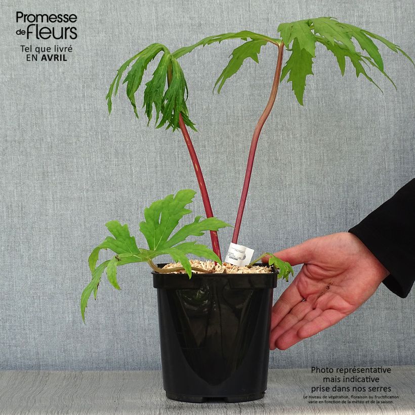 Exemplaar van Ligularia japonica Rising Sun - Kruiskruid Pot van 2 l/3 l zoals geleverd in de lente