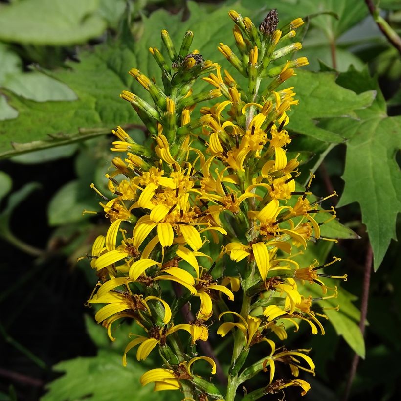 Ligularia przewalskii - Kruiskruid (Bloei)