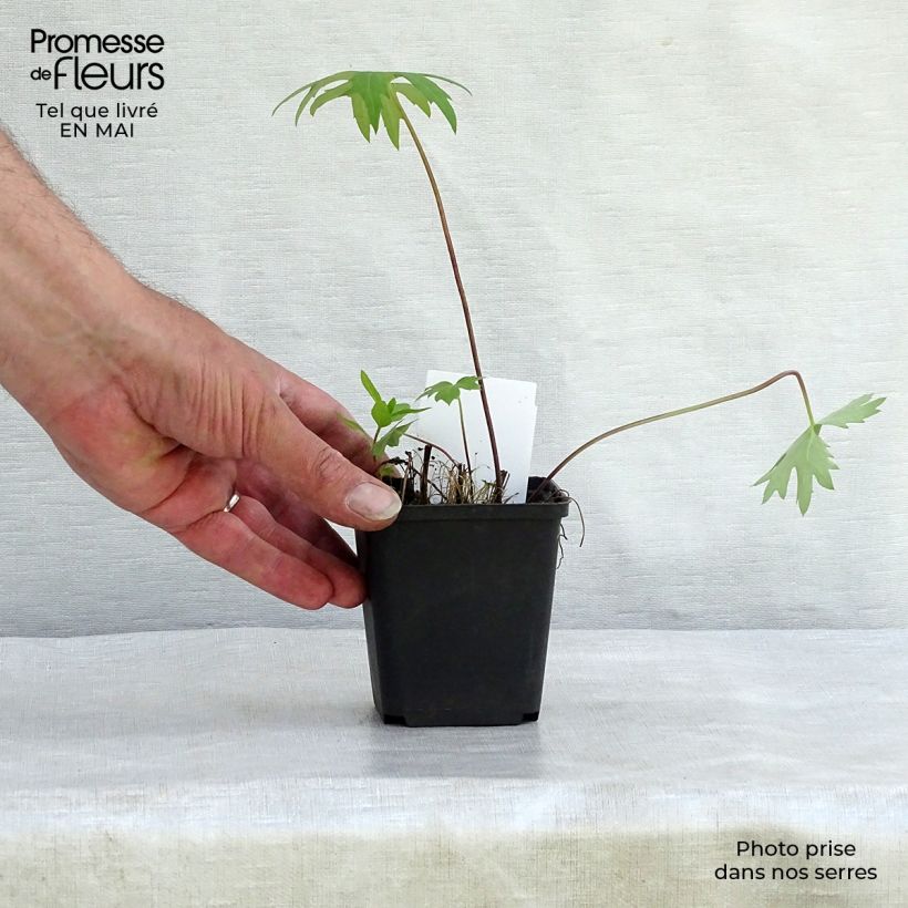 Exemplaar van Ligularia przewalskii - Kruiskruid Kweekpotje van 8/9 cm zoals geleverd in de lente