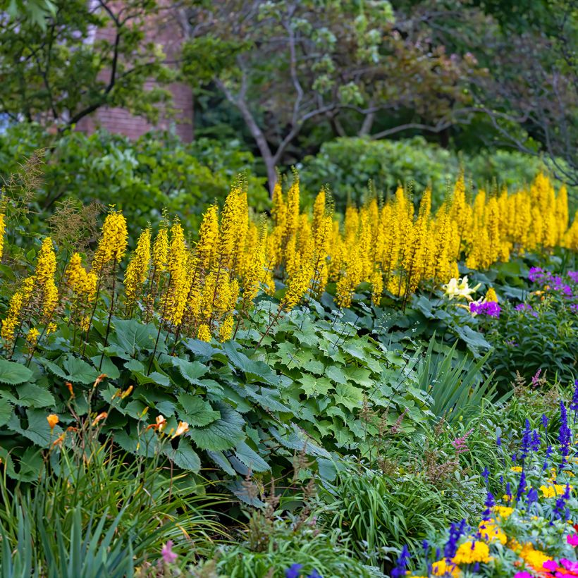 Ligularia stenocephala Little Rocket - Kruiskruid (Groeiplaats)
