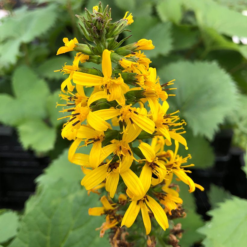 Ligularia stenocephala The Rocket - Kruiskruid (Bloei)