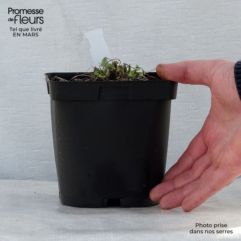 Exemplaar van Ligularia stenocephala The Rocket - Kruiskruid Pot van 2 l/3 l zoals geleverd in de lente