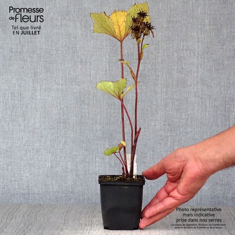 Exemplaar van Ligularia hessei Lanternchen - Kruiskruid Kweekpotje van 8/9 cm zoals geleverd in de zomer