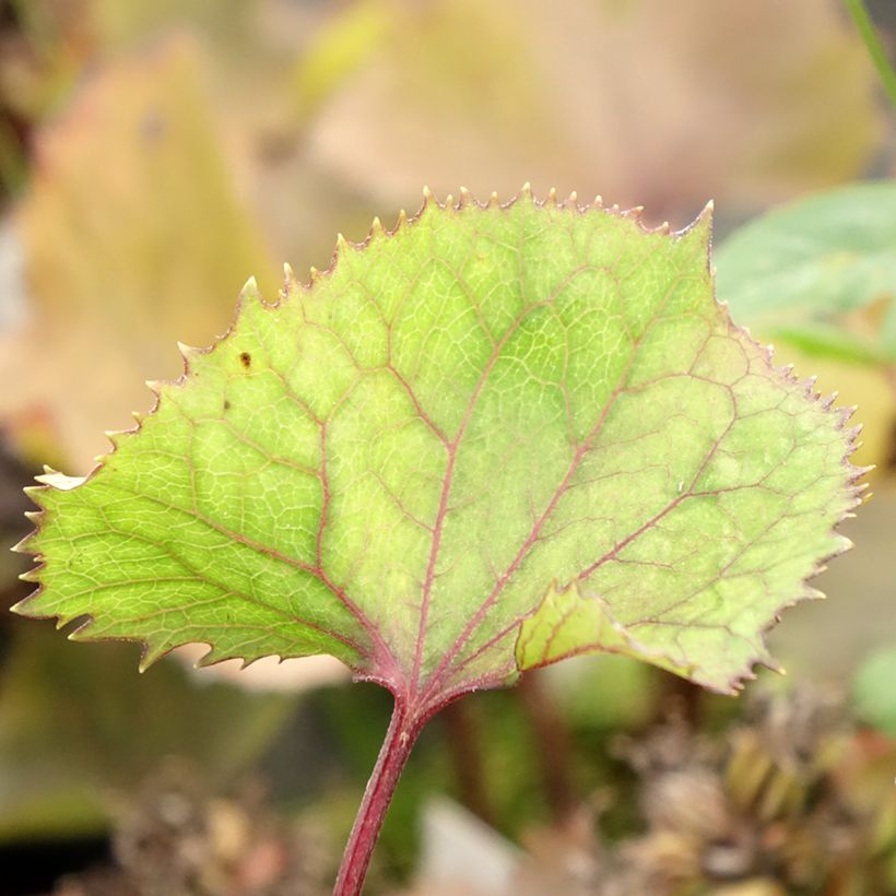 Ligularia hessei Lanternchen - Kruiskruid (Blad)