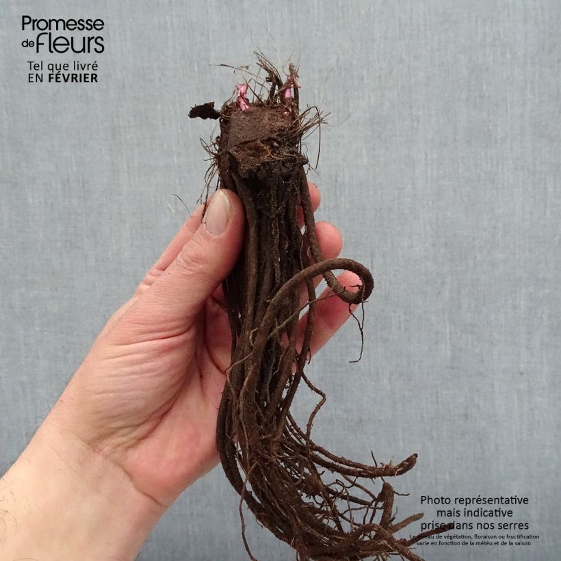 Exemplaar van Ligularia hessei Lanternchen - Kruiskruid Naakte wortel zoals geleverd in de winter