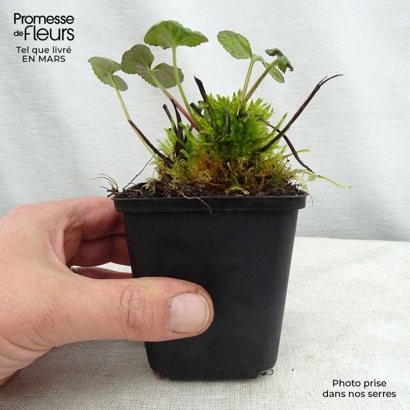 Exemplaar van Ligularia hessei - Kruiskruid Kweekpotje van 8/9 cm zoals geleverd in de lente