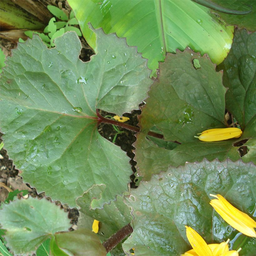Ligularia Gregynog Gold - Kruiskruid (Blad)
