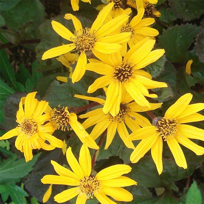 Ligularia Gregynog Gold - Kruiskruid (Bloei)