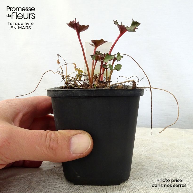 Exemplaar van Ligularia Osiris Fantaisie - Kruiskruid Kweekpotje van 8/9 cm zoals geleverd in de lente