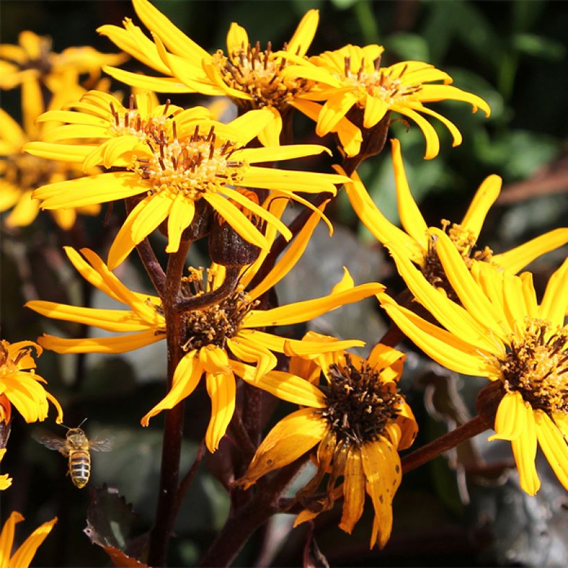 Ligularia dentata Britt-Marie Crawford - Kruiskruid (Bloei)