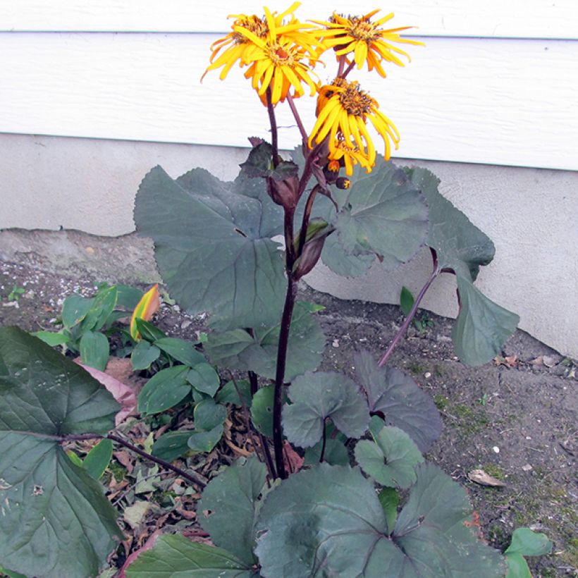 Ligularia dentata Britt-Marie Crawford - Kruiskruid (Groeiplaats)
