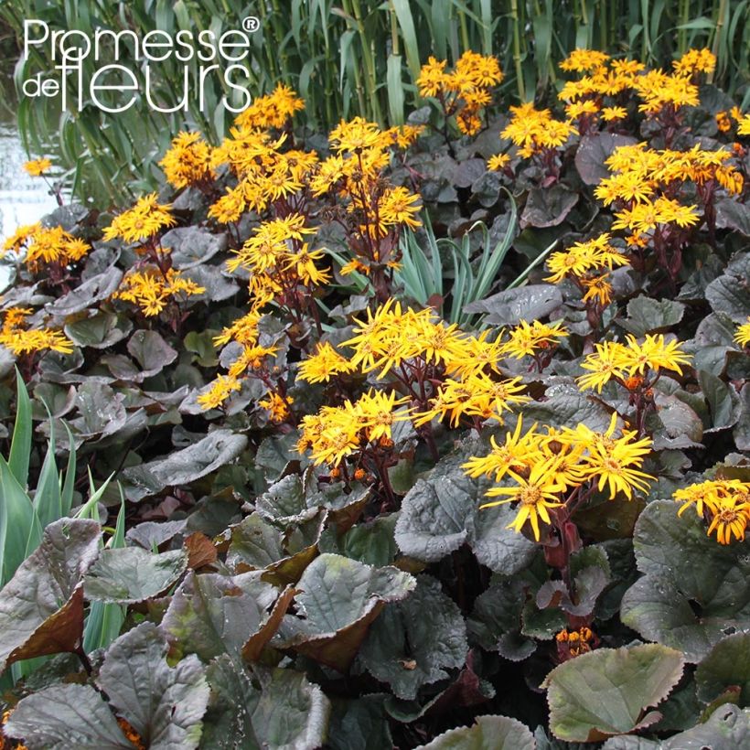 Ligularia dentata Dark Beauty - Kruiskruid (Groeiplaats)