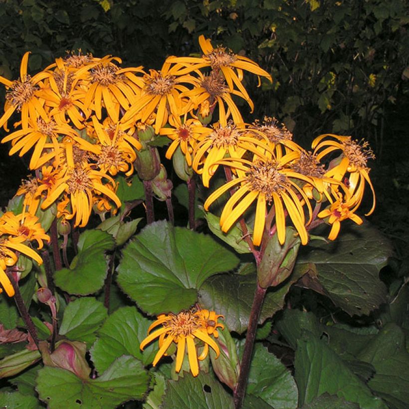 Ligularia dentata Desdemona - Kruiskruid (Groeiplaats)