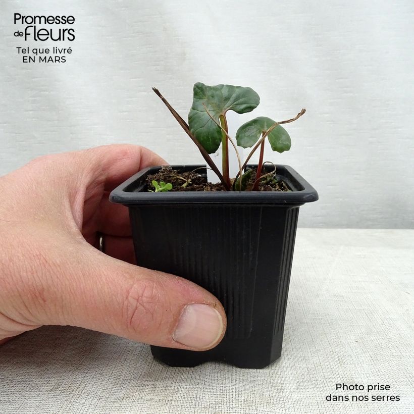 Exemplaar van Ligularia dentata - Kruiskruid Kweekpotje van 8/9 cm zoals geleverd in de lente