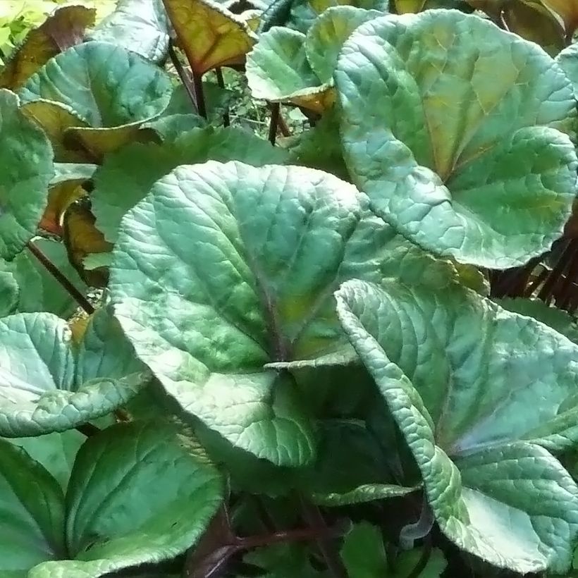 Ligularia dentata Othello - Kruiskruid (Blad)