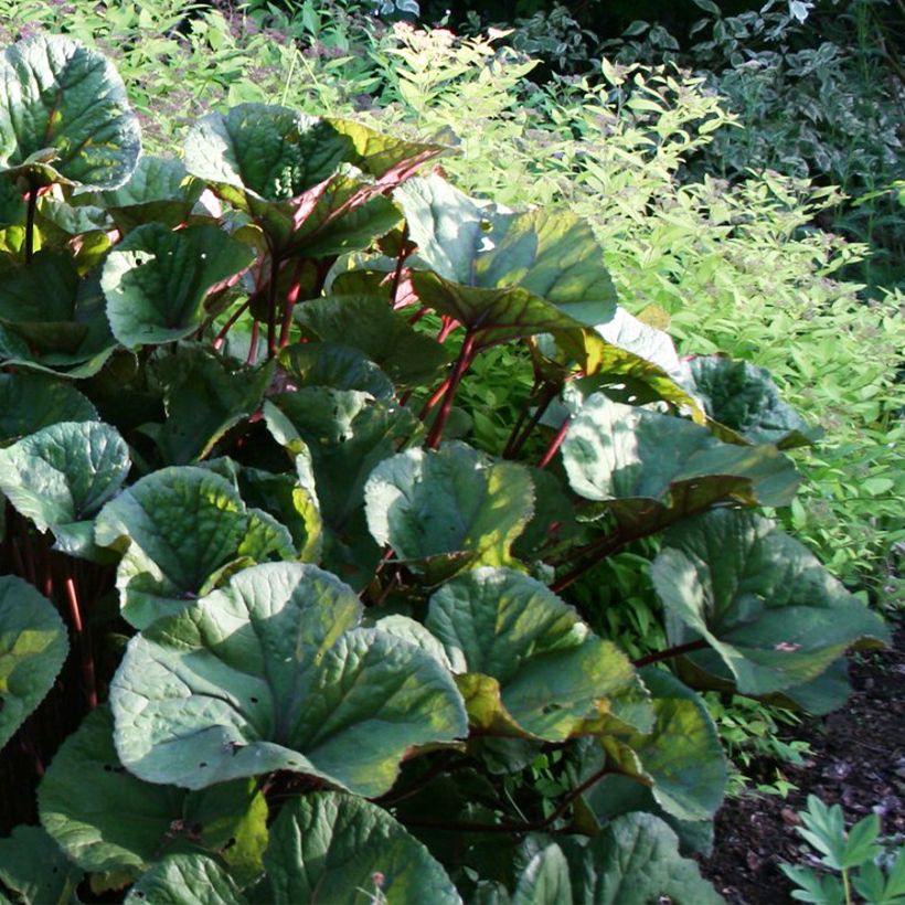 Ligularia dentata Othello - Kruiskruid (Groeiplaats)