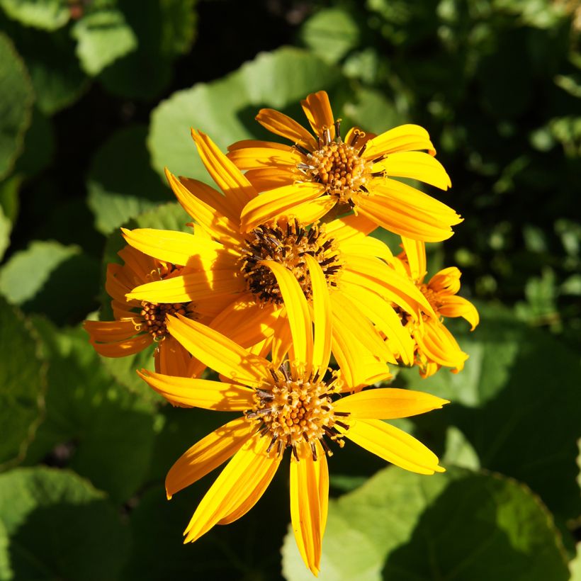 Ligularia dentata Othello - Kruiskruid (Bloei)