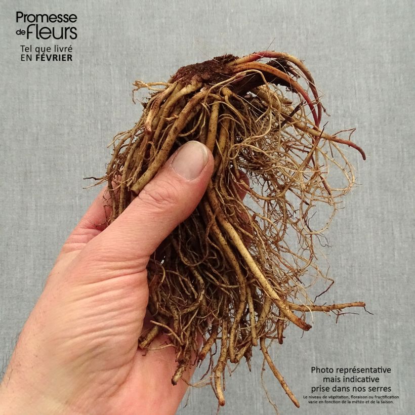 Exemplaar van Ligularia dentata Othello - Kruiskruid Naakte wortel zoals geleverd in de winter