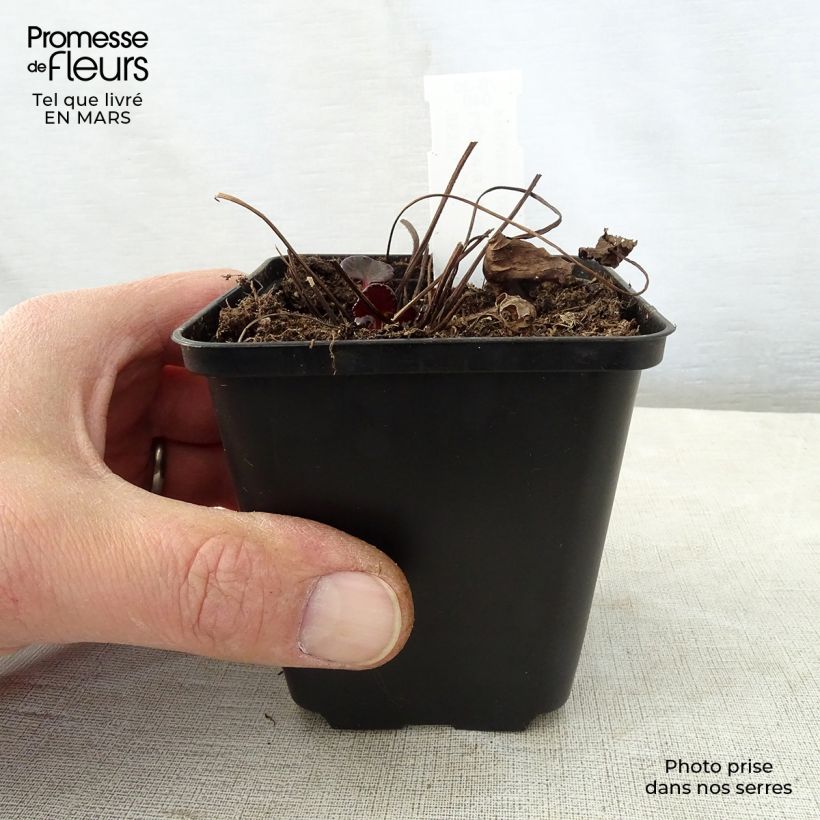 Exemplaar van Ligularia dentata Pandora - Kruiskruid Kweekpotje van 8/9 cm zoals geleverd in de lente