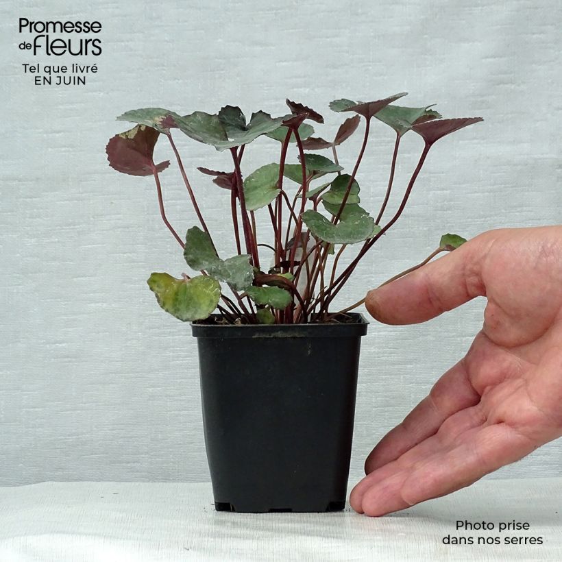Exemplaar van Ligularia dentata Pandora - Kruiskruid Kweekpotje van 8/9 cm zoals geleverd in de zomer