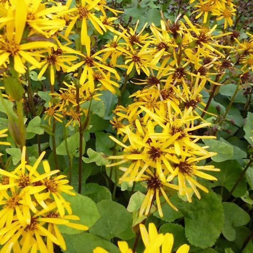 Ligularia hessei - Kruiskruid (Bloei)