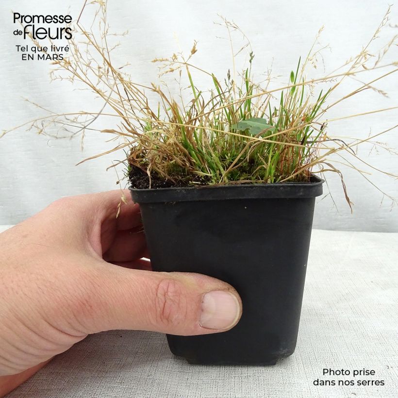 Exemplaar van Ligularia hodgsonii - Kruiskruid Kweekpotje van 8/9 cm zoals geleverd in de lente