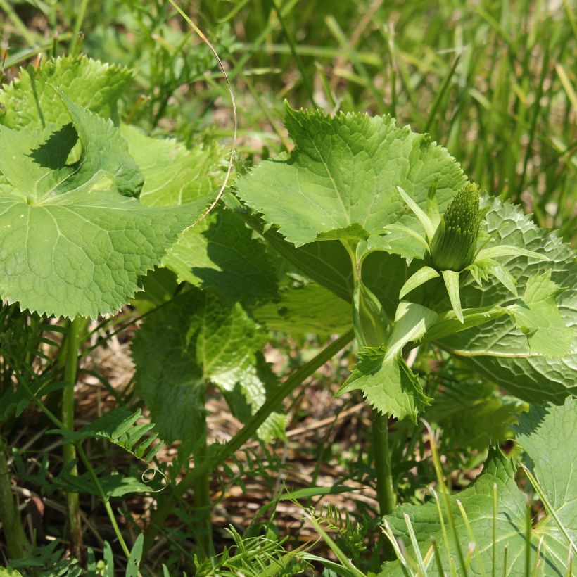 Ligularia stenocephala - Kruiskruid (Blad)