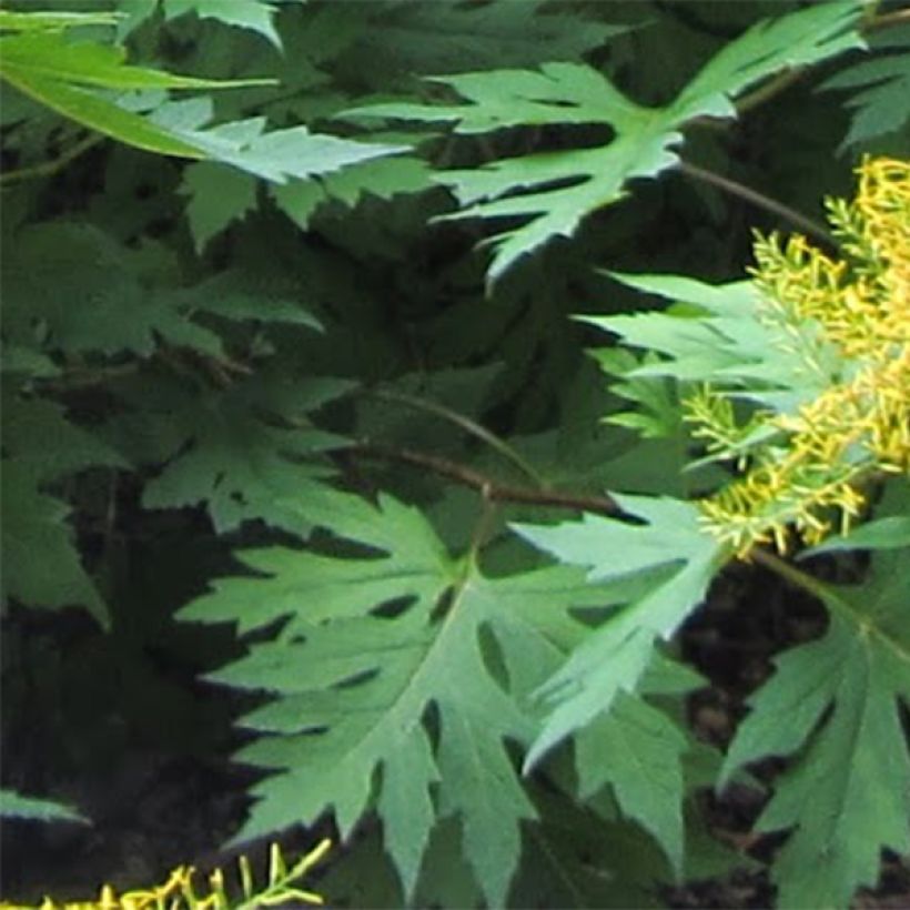 Ligularia tangutica - Kruiskruid (Blad)