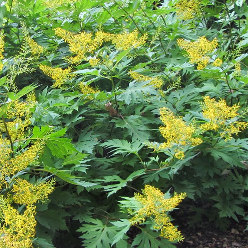 Ligularia tangutica - Kruiskruid (Groeiplaats)