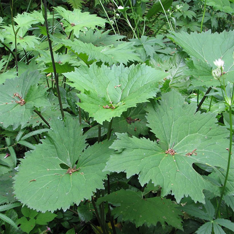 Ligularia veitchiana - Kruiskruid (Blad)