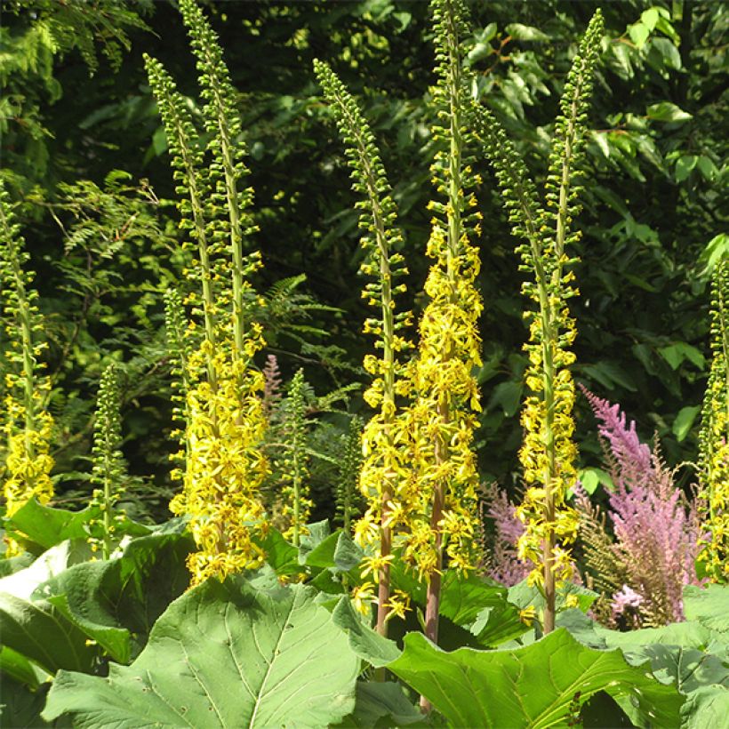 Ligularia veitchiana - Kruiskruid (Bloei)