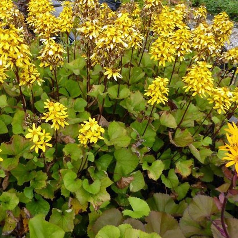 Ligularia hessei Lanternchen - Kruiskruid (Groeiplaats)