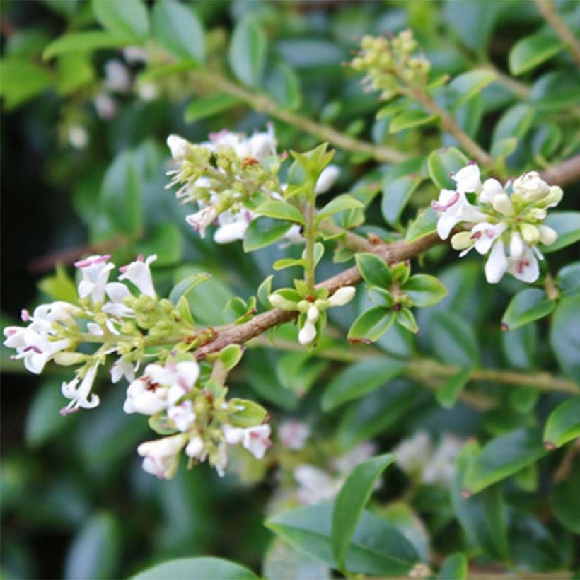 Ligustrum delavayanum - Yunnanliguster (Bloei)