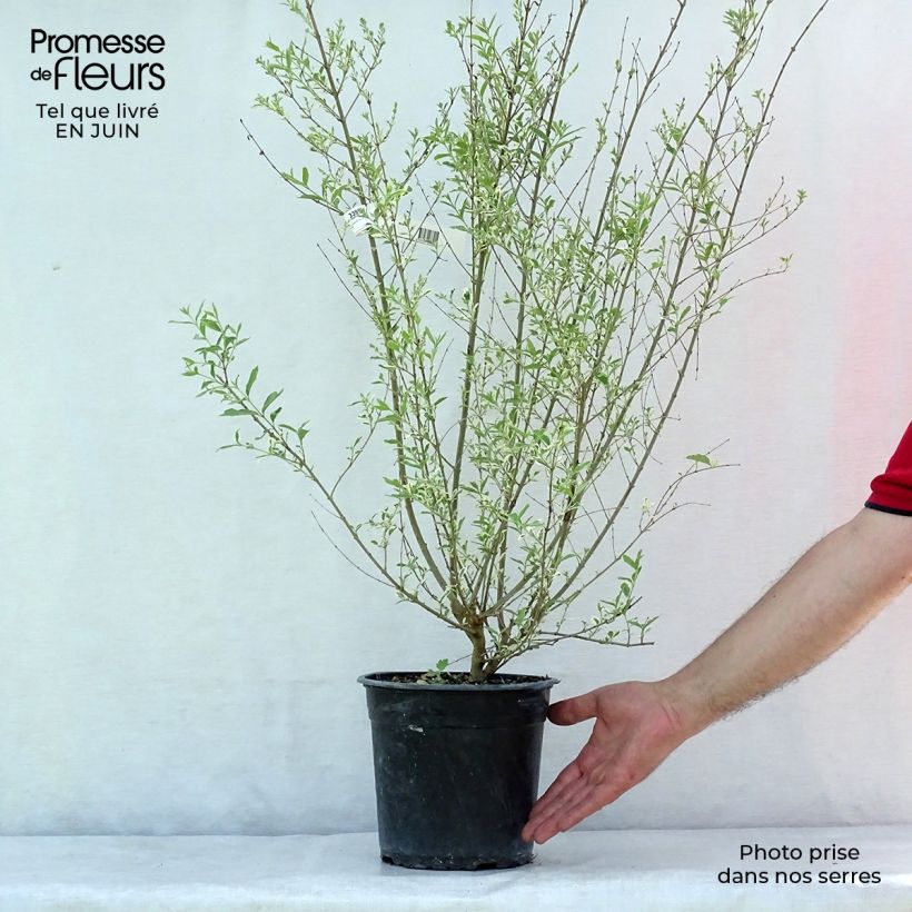 Exemplaar van Ligustrum ibota Musli - Liguster Pot van 3 l/4 l zoals geleverd in de zomer