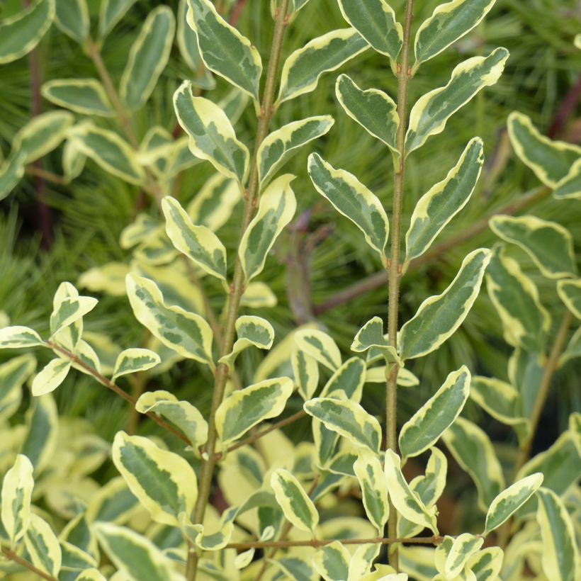 Ligustrum ibota Musli - Liguster (Blad)