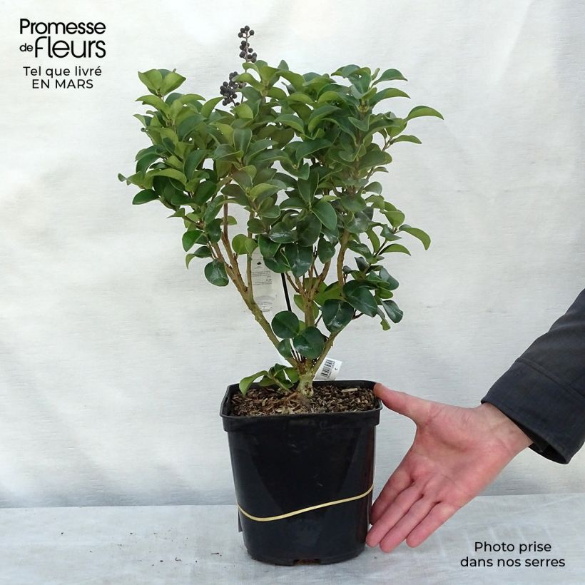 Exemplaar van Ligustrum japonicum Coriaceum - Japanse liguster Pot van 3 l/4 l zoals geleverd in de lente