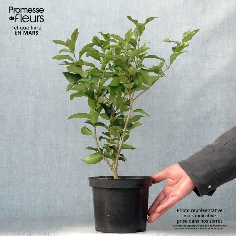 Exemplaar van Ligustrum japonicum Green Century - Japanse liguster Pot van 2 l/3 l zoals geleverd in de lente