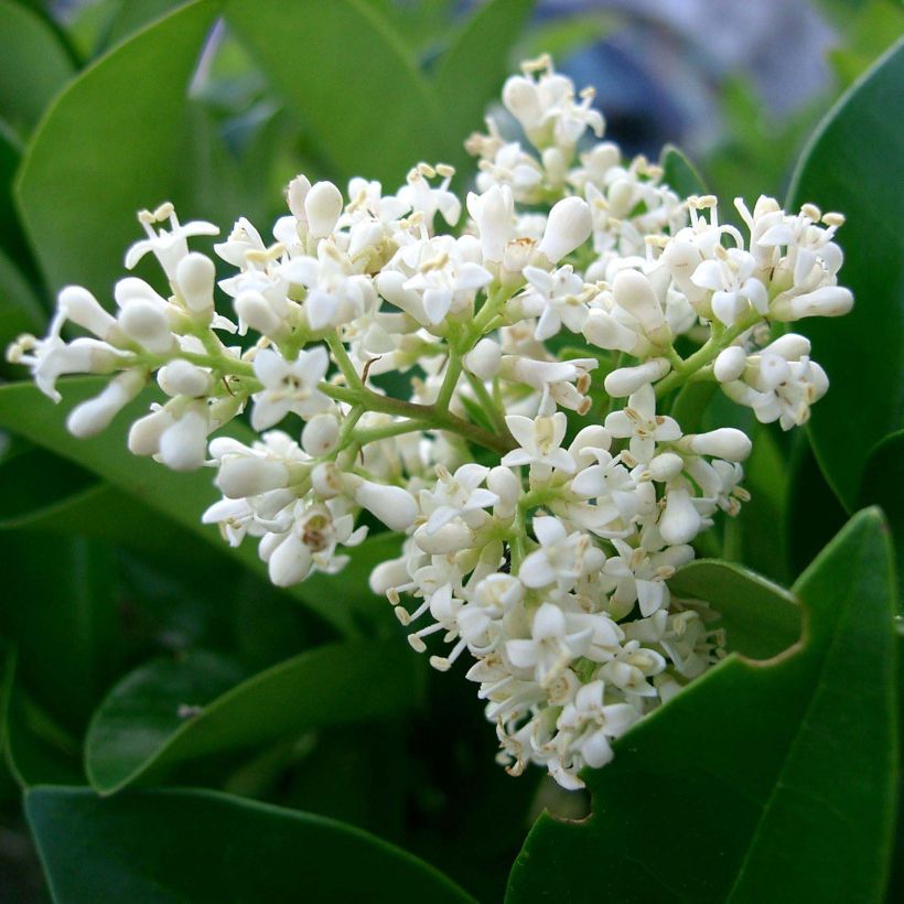 Ligustrum japonicum Texanum - Japanse liguster (Flowering)