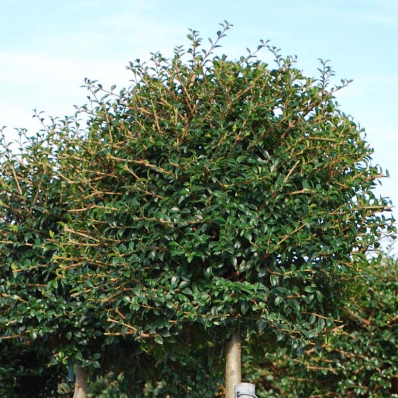 Ligustrum jonandrum - Liguster (Foliage)