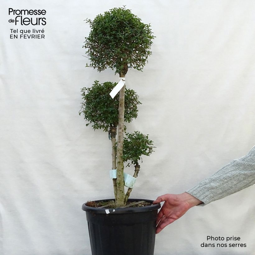 Example of Ligustrum jonandrum - Liguster Pot van 7,5 l/10 l as you get in hiver