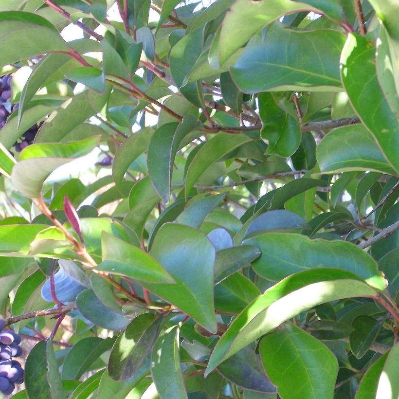 Ligustrum lucidum - Chinese liguster (Blad)