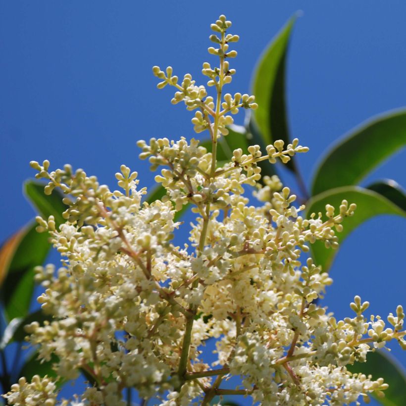 Ligustrum lucidum - Chinese liguster (Bloei)