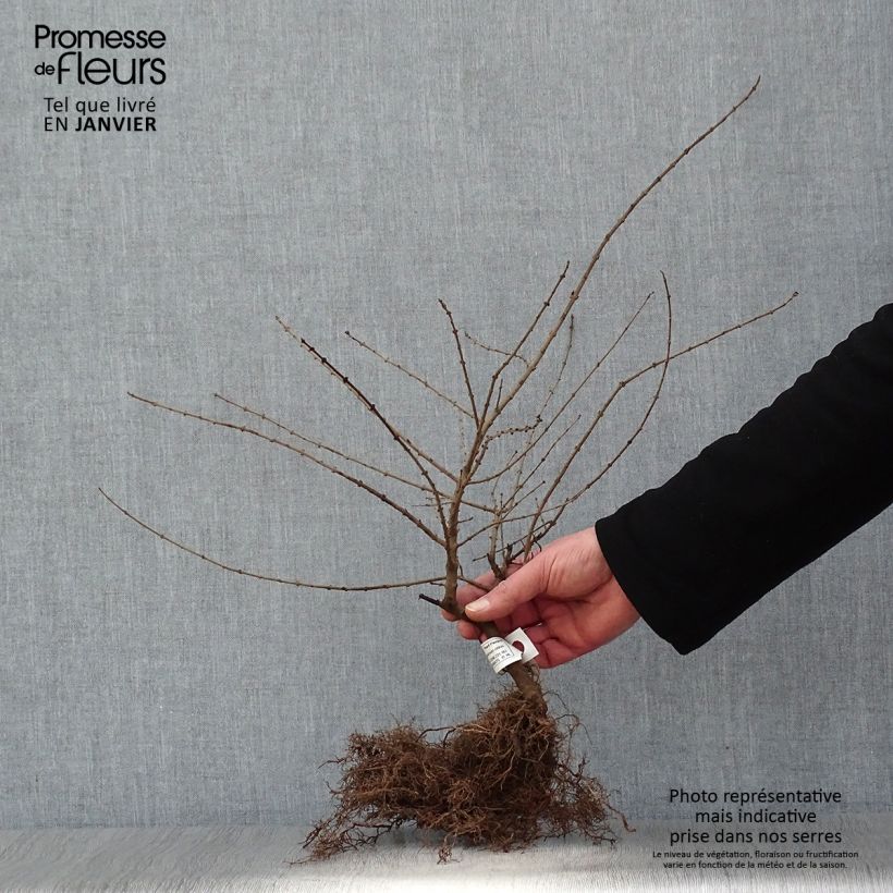 Example of Ligustrum obtusifolium Regelianum - Liguster Naakte wortel as you get in hiver