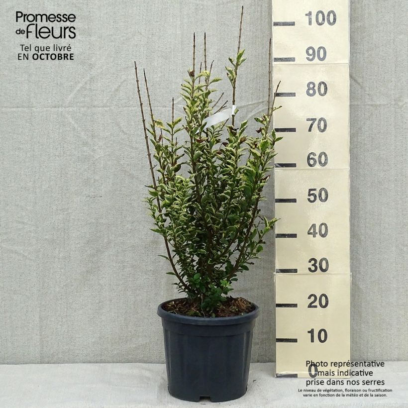 Exemplaar van Ligustrum ovalifolium Aureum - Haagliguster Pot van 7,5 l/10 l zoals geleverd in de herfst