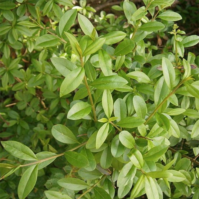 Ligustrum vulgare Atrovirens - Wilde liguster (Foliage)