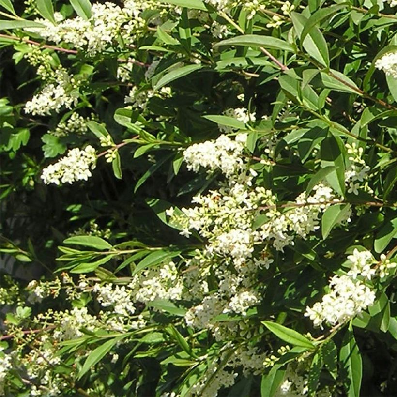 Ligustrum vulgare Lodense - Wilde liguster (Bloei)